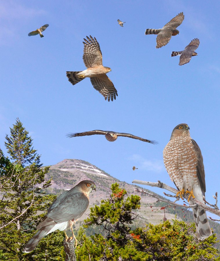 Sharp-shinned Hawk 2